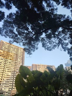 城市住宅绿树景观