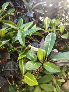 清新绿植枝叶特写