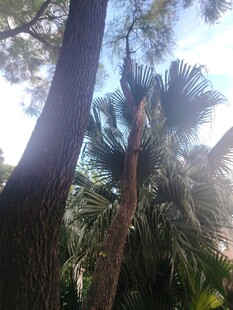 仰拍林间棕榈树景观