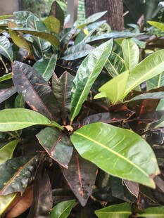 观叶绿植叶片特写