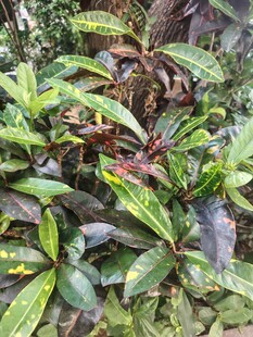 观叶绿植生长实拍