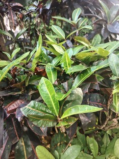 野生绿植枝叶特写
