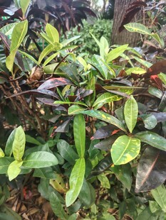 野外绿植枝叶特写
