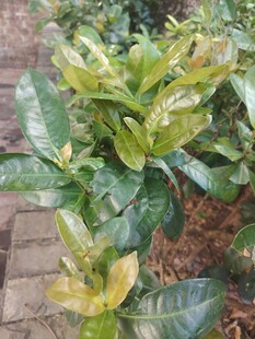 植物新生嫩叶