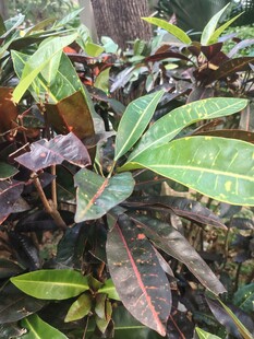 彩叶绿植近景实拍