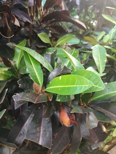 观叶绿植枝叶特写