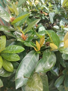 绿叶植株新芽特写