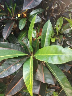 绿植叶片特写