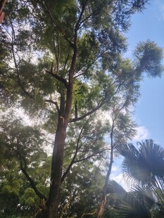 仰拍户外高大乔木