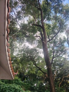 窗外绿树自然景致