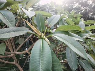 逆光下的鸡蛋花枝叶