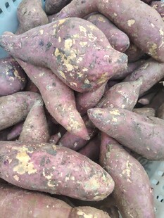 红薯