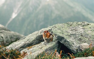 山岩上的野生土拨鼠