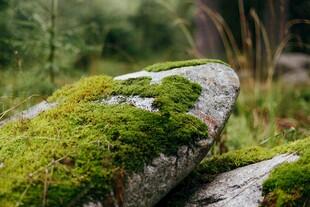 林间长满苔藓的石块