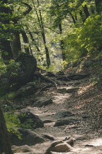 林间郊野泥土小路