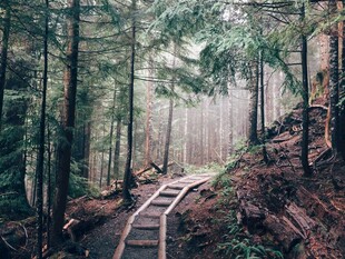 林间登山木阶步道