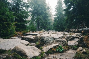 林间石滩晨光美景