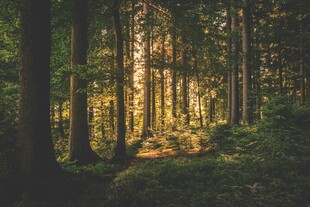 林间阳光洒落美景
