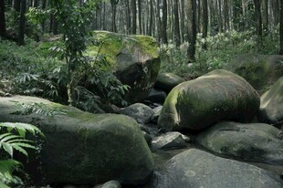 林间溪涧青苔石