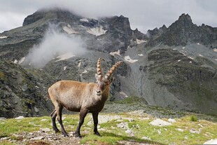 高山野生羱羊自然景观