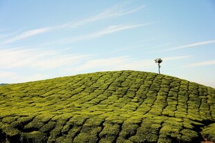 郊野山景
