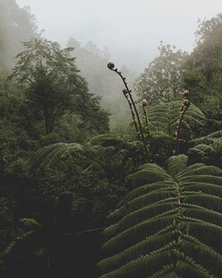 雾中山林野生蕨类