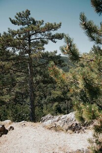 山野青松自然风景