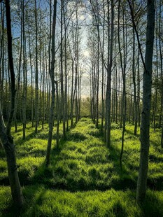 林间晨光美景