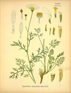 复古草本植物手绘图谱