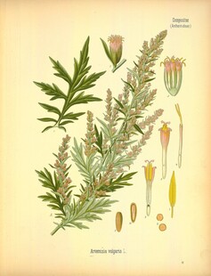 复古草本植物手绘图谱