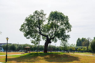 公园草坪爱心树