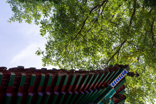 古建檐角绿树晴空