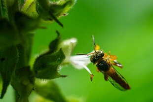 蜜蜂采蜜特写
