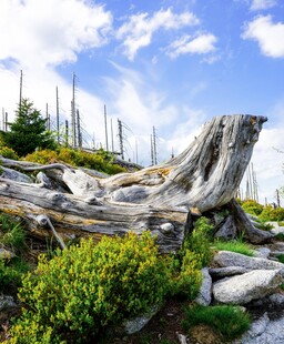 山野枯木自然风景
