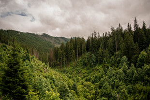 多云山林自然风景
