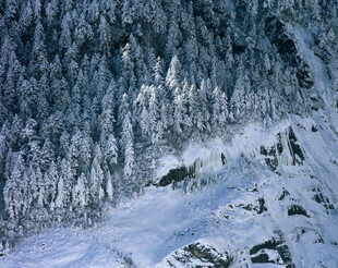冬日雪覆森林景观