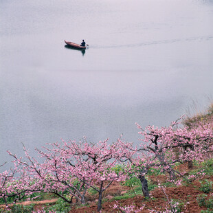 春日桃林