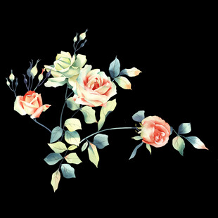 水彩手绘玫瑰花枝