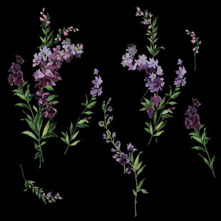 紫色薰衣草花枝素材