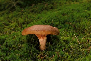 草地上的野生蘑菇