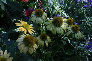 松果菊 