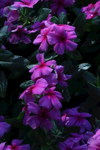 长春花 