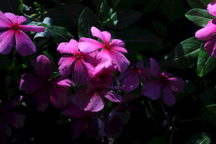 长春花 