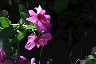 长春花 