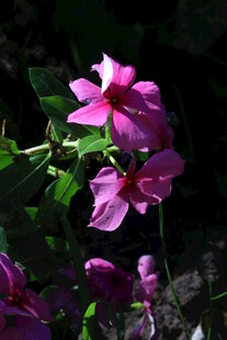长春花 