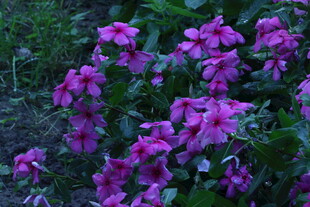 长春花 
