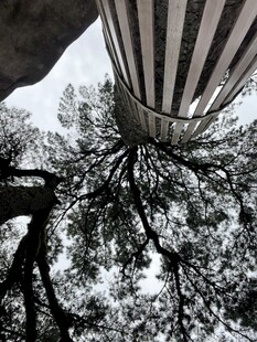 树木风景