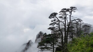 雾中山峰青松景致