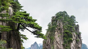 黄山奇松山岳风光