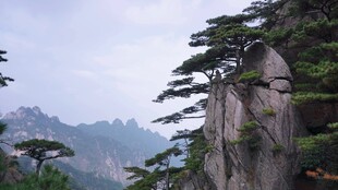 黄山奇松自然风光